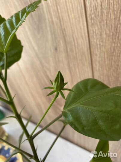 Гибискус китайская роза