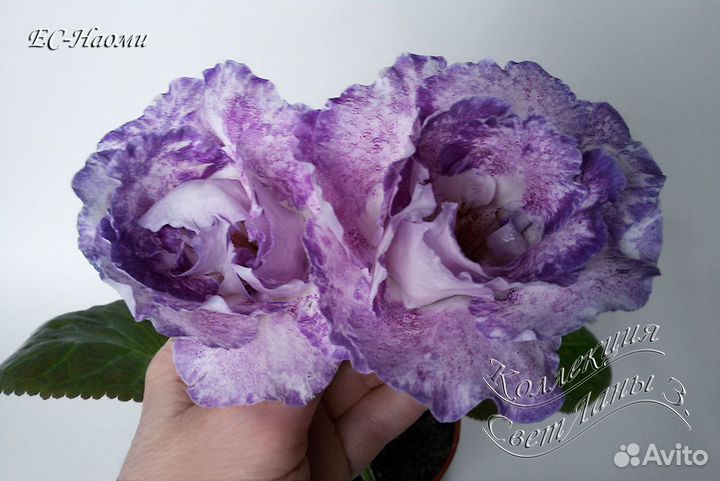 Глоксинии сортовые /лист