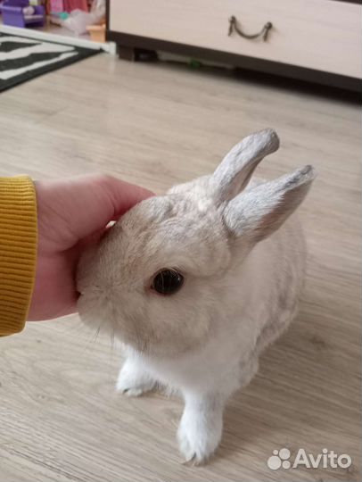 Вязка кролик