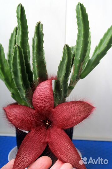 Стапелия крупноцветковая (Stapelia grandiflora)