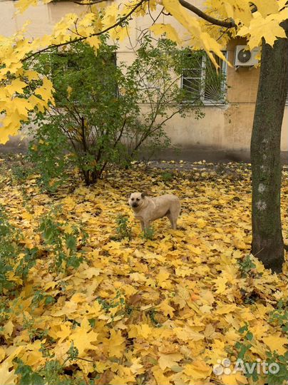 Австралийская пастушья собака