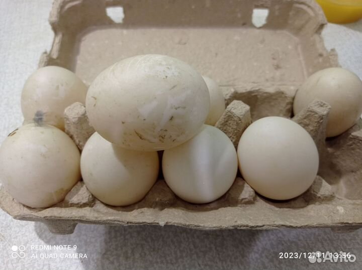 Яйца утиные для инкубации