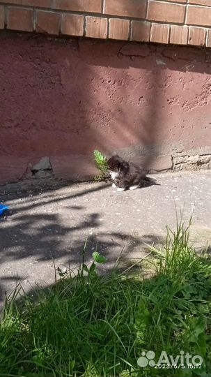 Котятам нужен дом