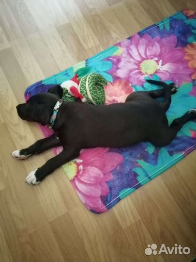 Питбуль Боня