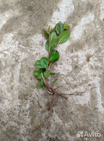 Арония, черноплодная рябина