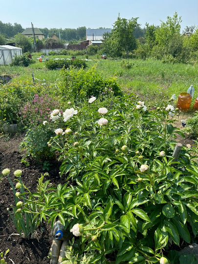 Участок 8,2 сот. (СНТ, ДНП)