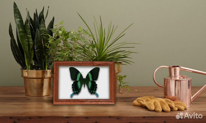 Бабочки в рамке