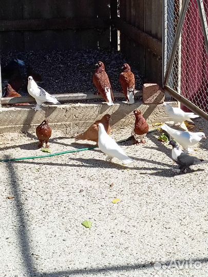 Продажа голубей