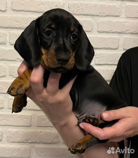 Щенок таксы мини