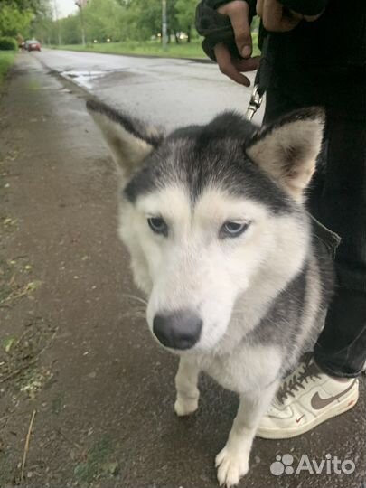 Продаётся собака хаски
