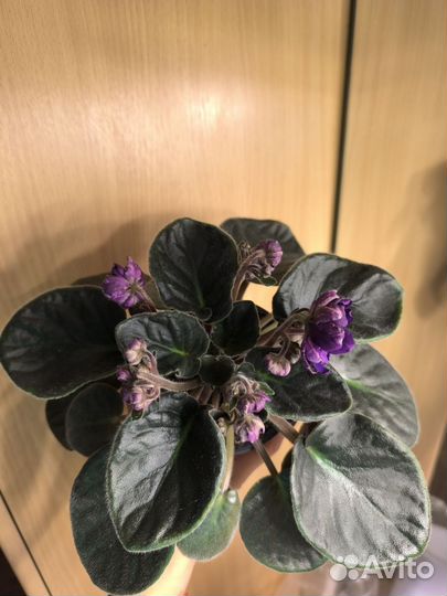 Фиалка цветущая