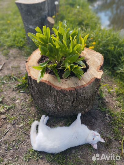 Комель