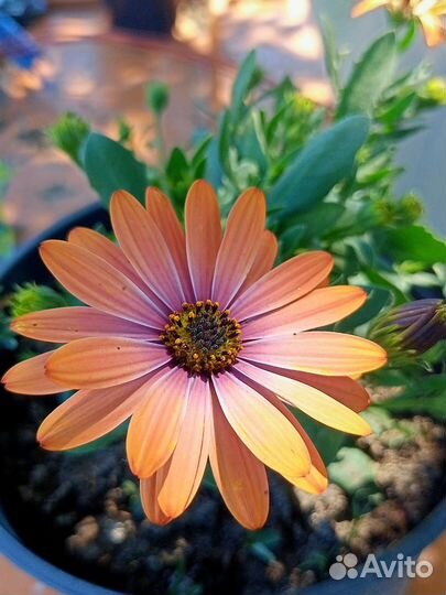 Цветы Калибрахоа, остеоспермум, немезия, петуния