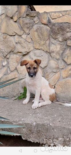 Щенок мальчик