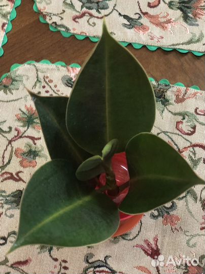 Комнатные цветы