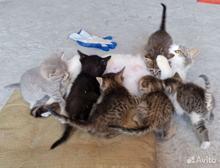 Котята в добрые руки бесплатно