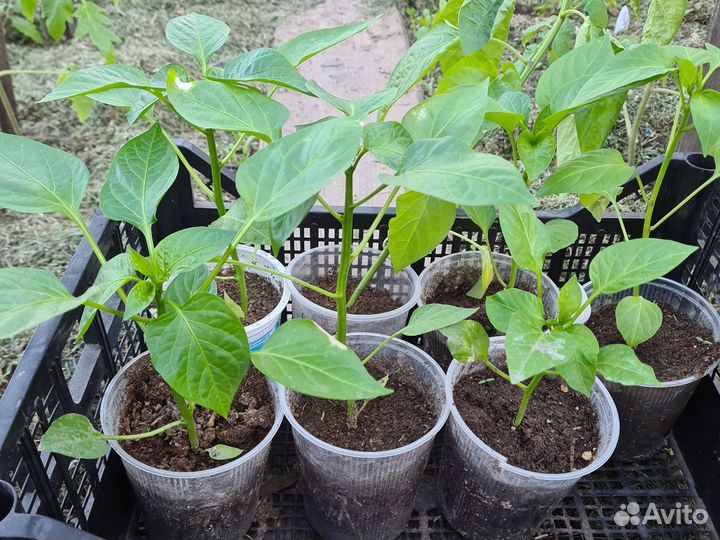 Перец сладкий рассада