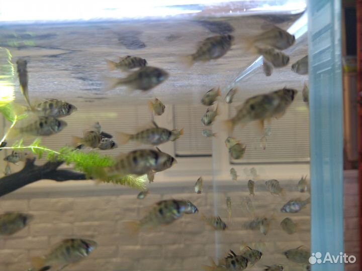 Аквариумные рыбки. Рамирези. Аулофорус