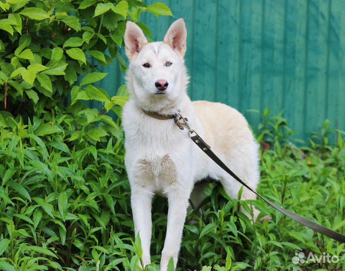 Щенок, 7 месяцев