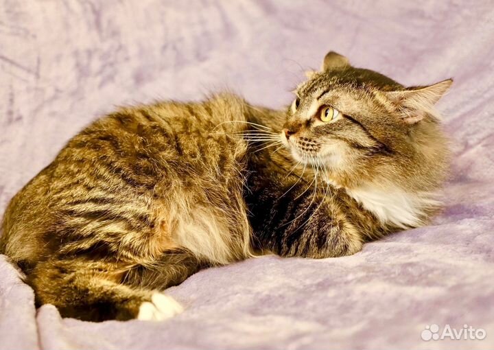 Василий - красавец сибиряк в добрые руки