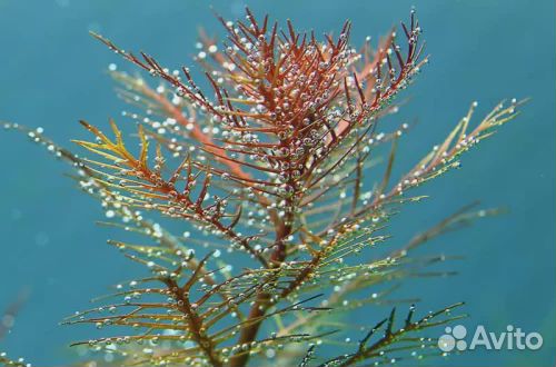 Прозерпинака палюстрис, меристема