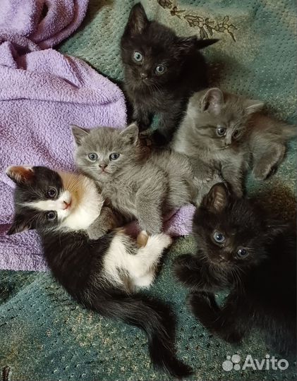 Котята в добрые руки бесплатно
