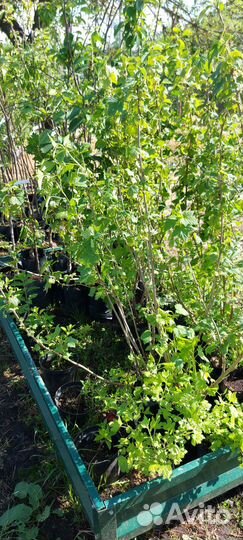 Смородина черная, красная