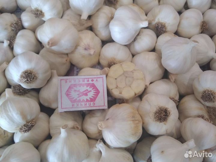 Яровой чеснок на посадку