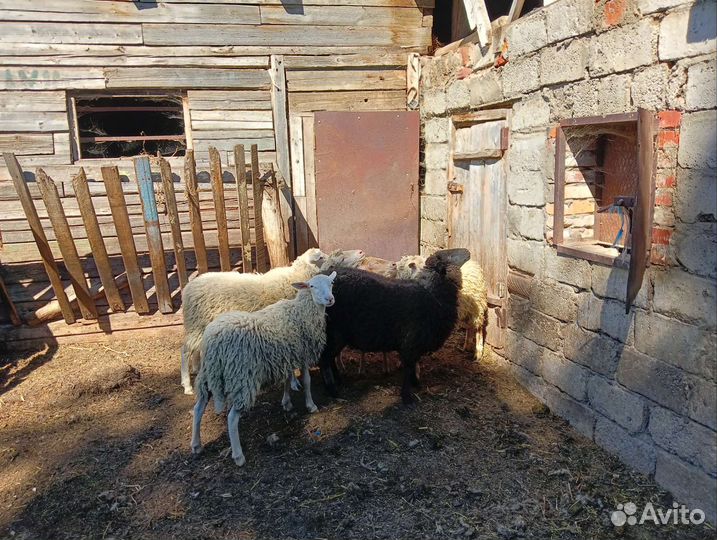 Баранчики, ярочки