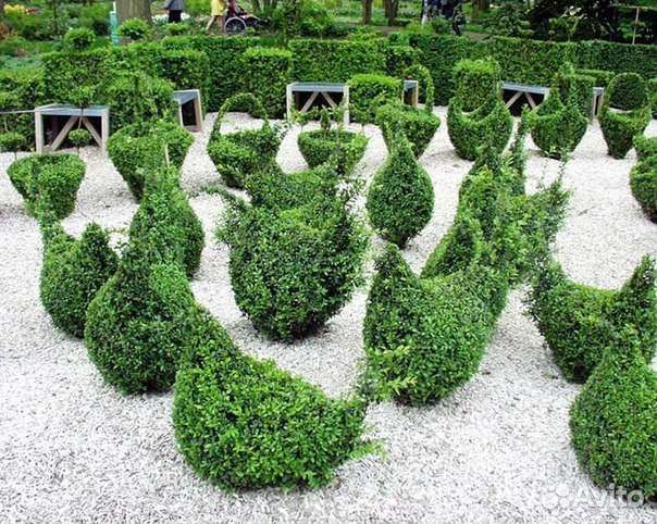 Семена самшита