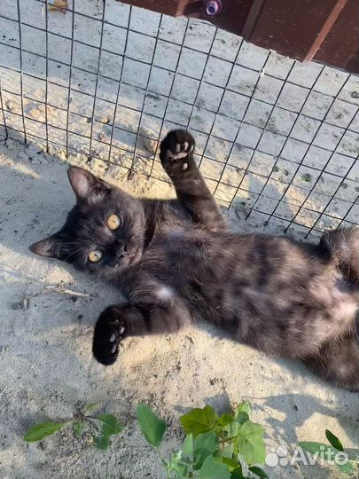 Котенок в добрые руки