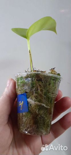 Сциндапсус эпипремнум, разные сорта