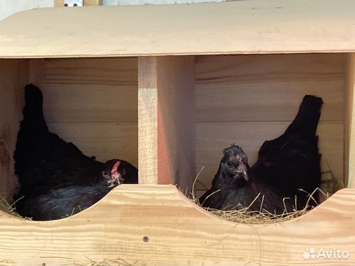 Инкубационное яйцо, цыплята