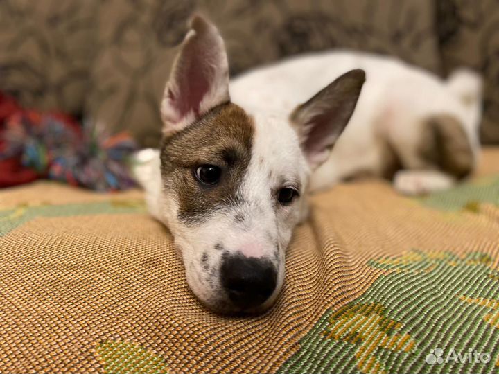 Помесь швейцарской овчарки