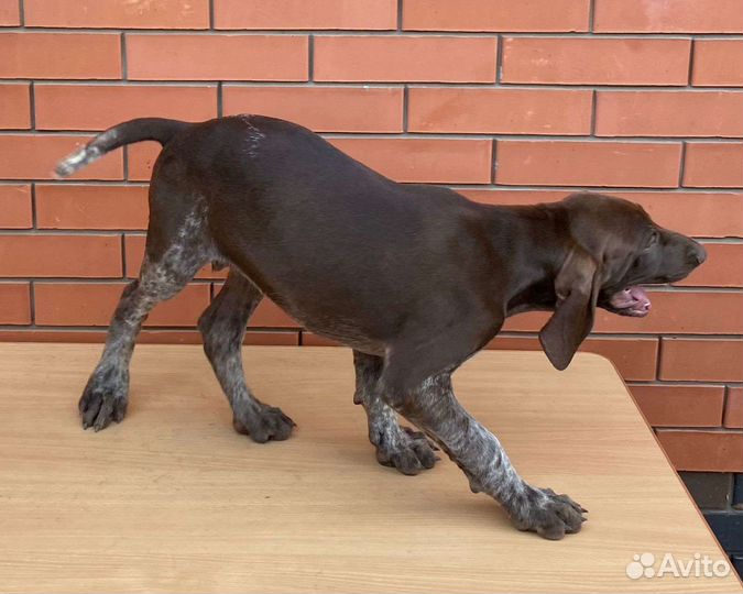 Щенки курцхаара