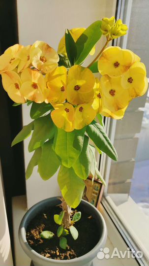 Молочай Миля Желтый 2 сорта(эуфорбия)