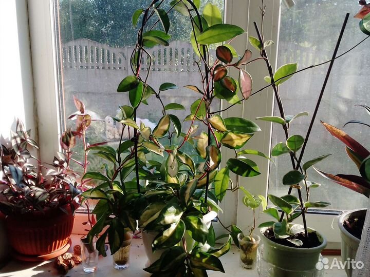 Хойя карноза