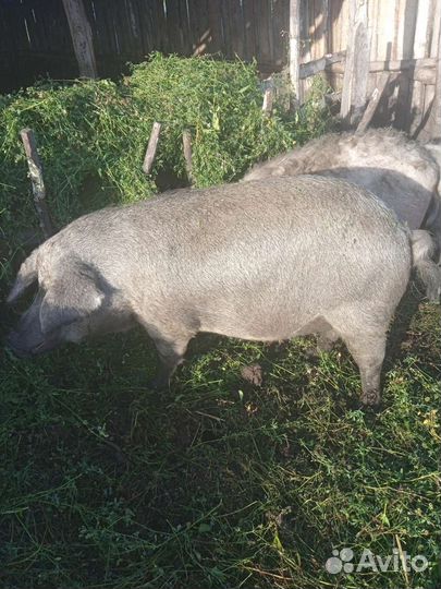 Продается стадо Венгерской Мангалицы