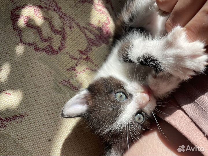 Котята