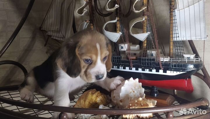 Щенки бигль