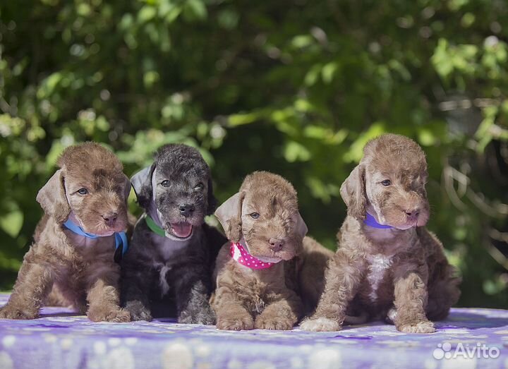 Бедлингтон терьер