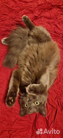 Кот метис мейн-кун с русской голубой