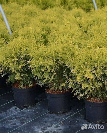 Туя Голден Глоб