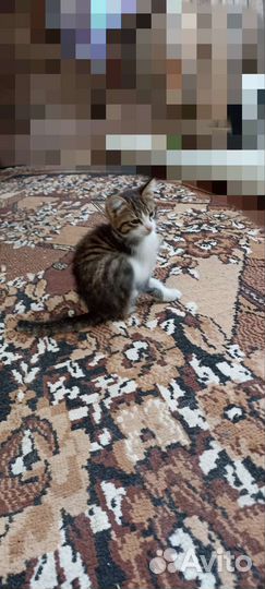 Котята короткошерстные