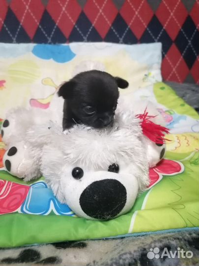 Щенки мини чихуахуа