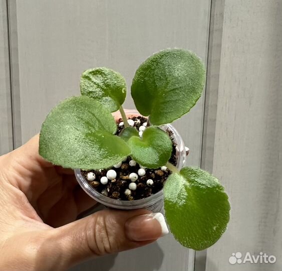 Фиалка сорт ав-Джоли