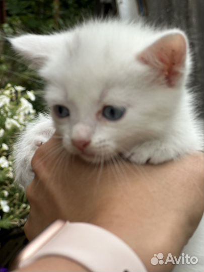 Кошки бесплатно