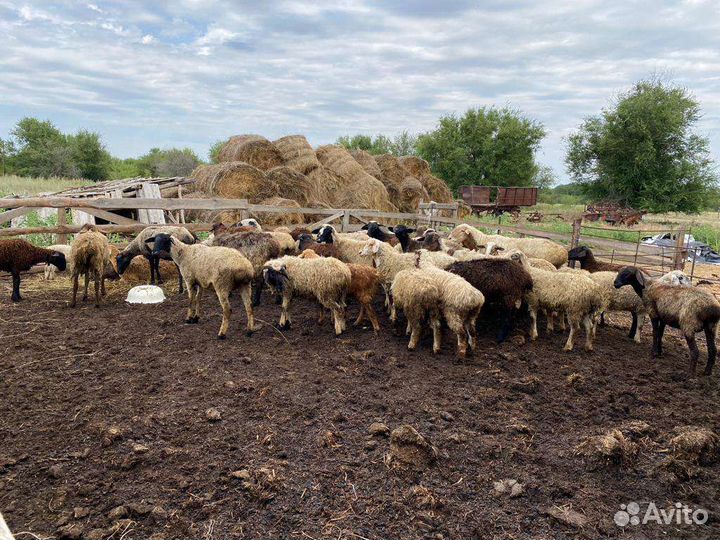 Овцы бараны ягнята