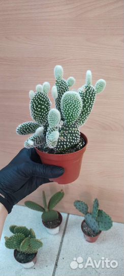 Кактус опунция