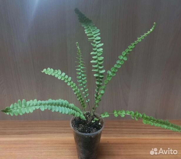 Сортовые нефролеписы